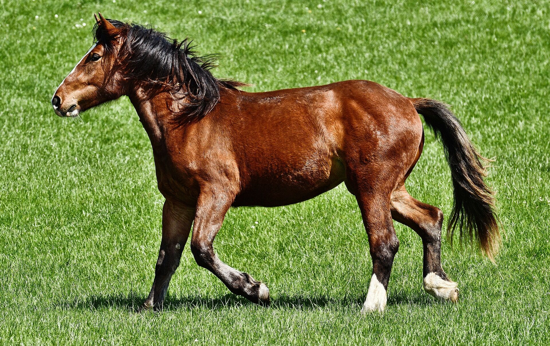 A bay horse trotting across a bright green pasture