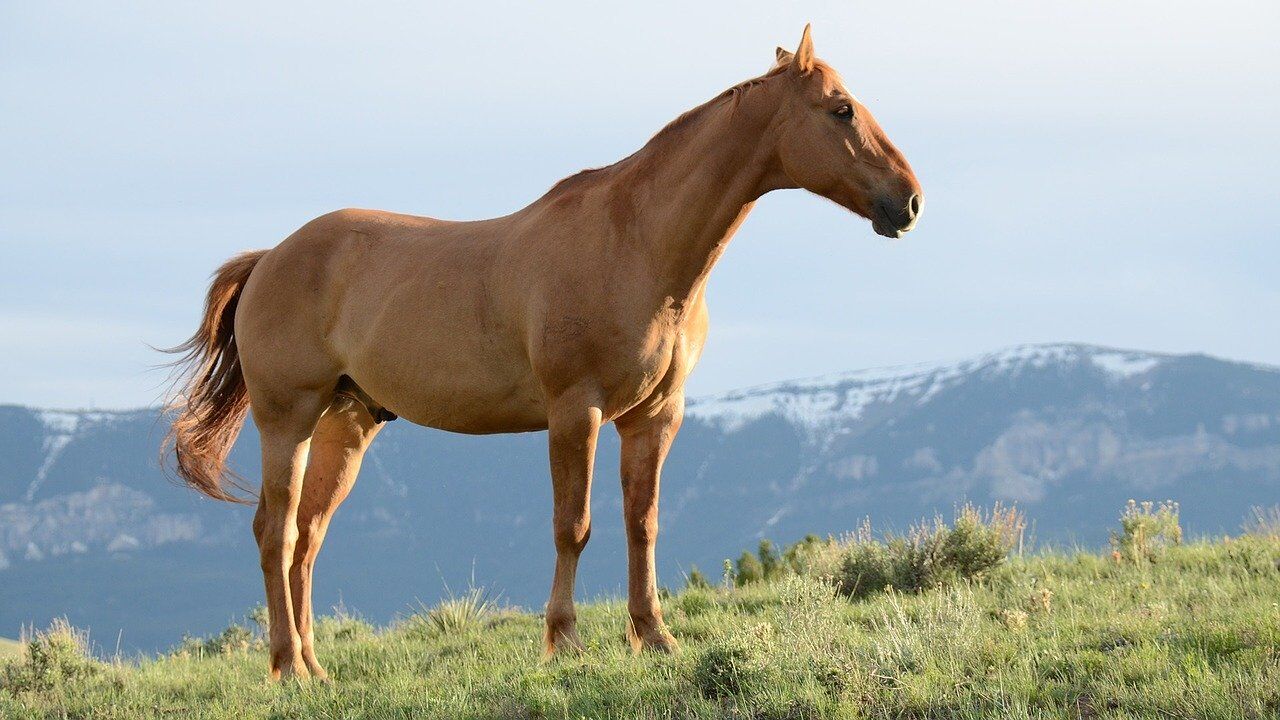 A chestnut horse standing alert in a grassy field with mountains behind