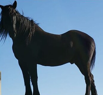 A tall black horse silhouetted against a blue sky