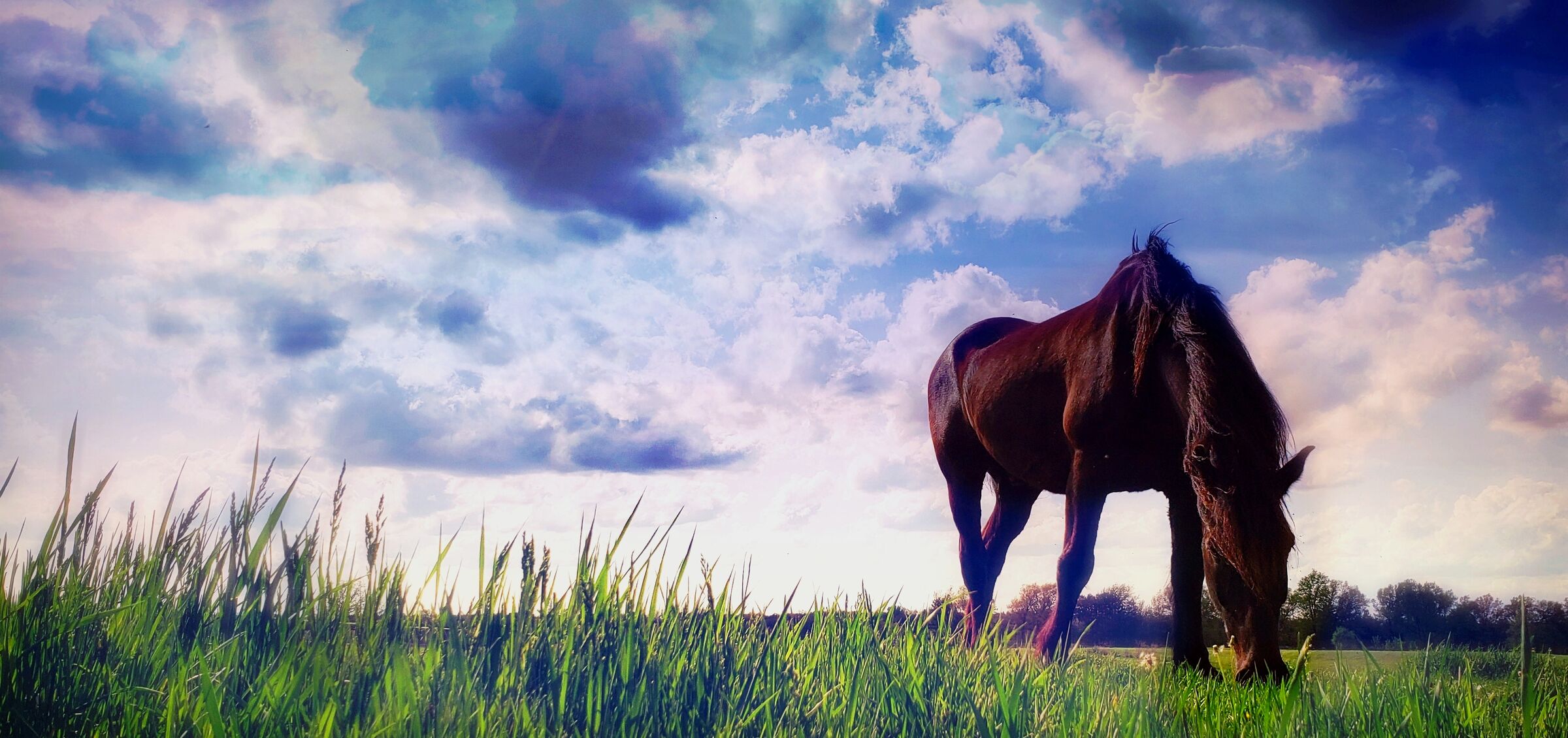 A dark horse grazing in tall grass under a wide, dramatic sky