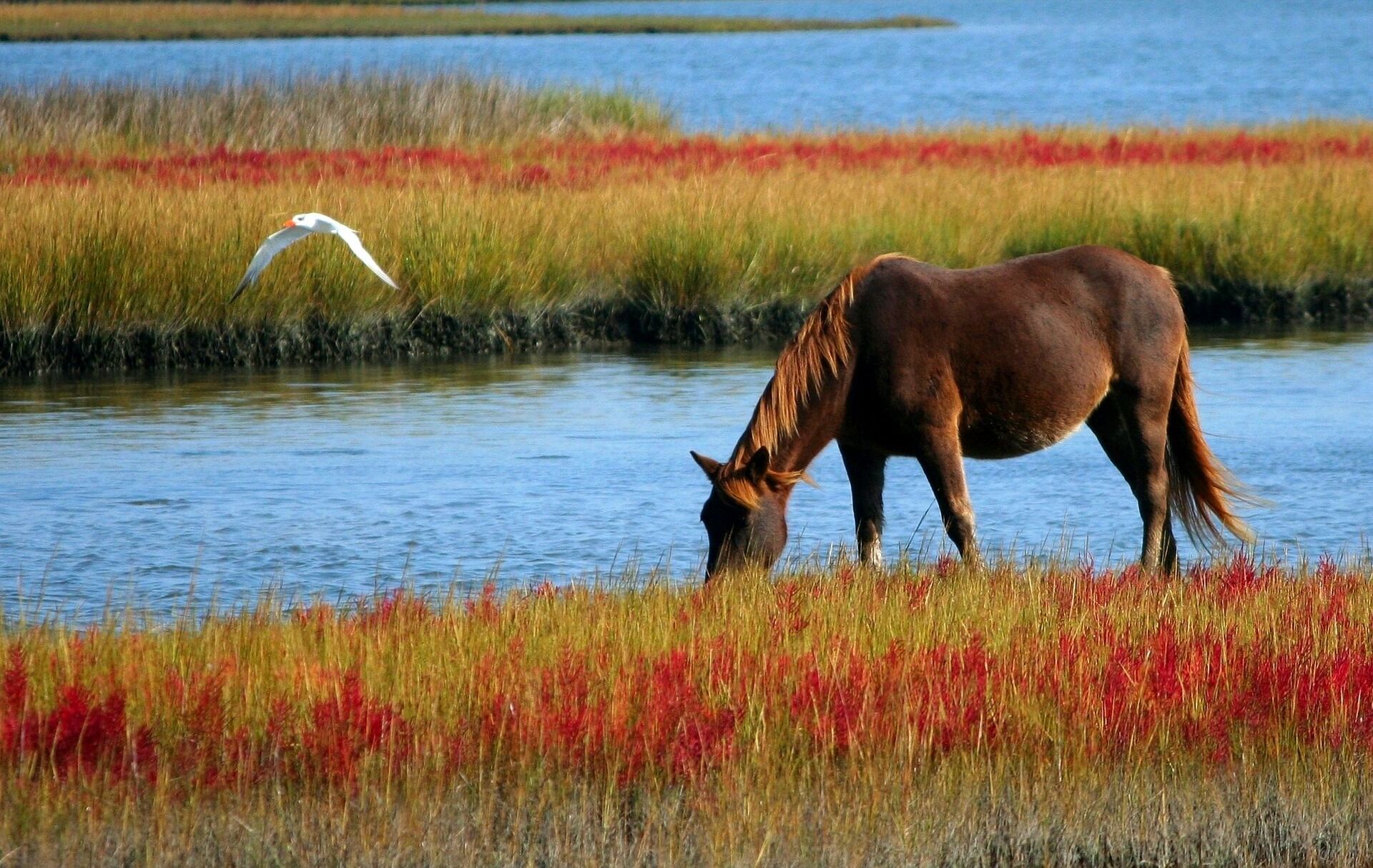 A horse grazing beside a lake among tall red and green grasses