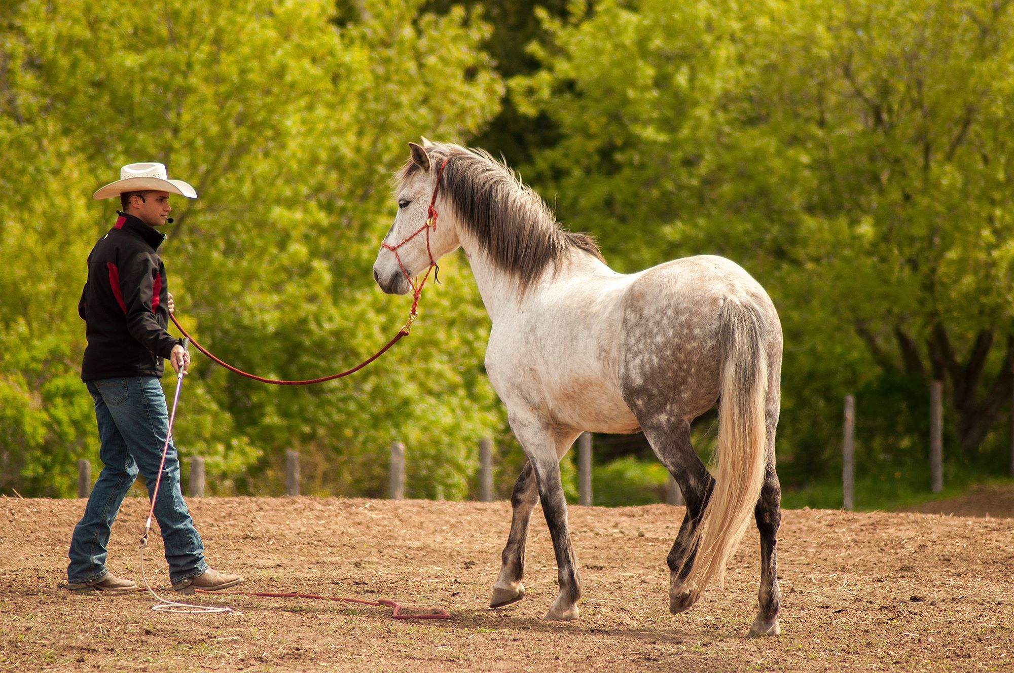 A man in a cowboy hat working a dapple-grey horse on a long line in a sandy arena