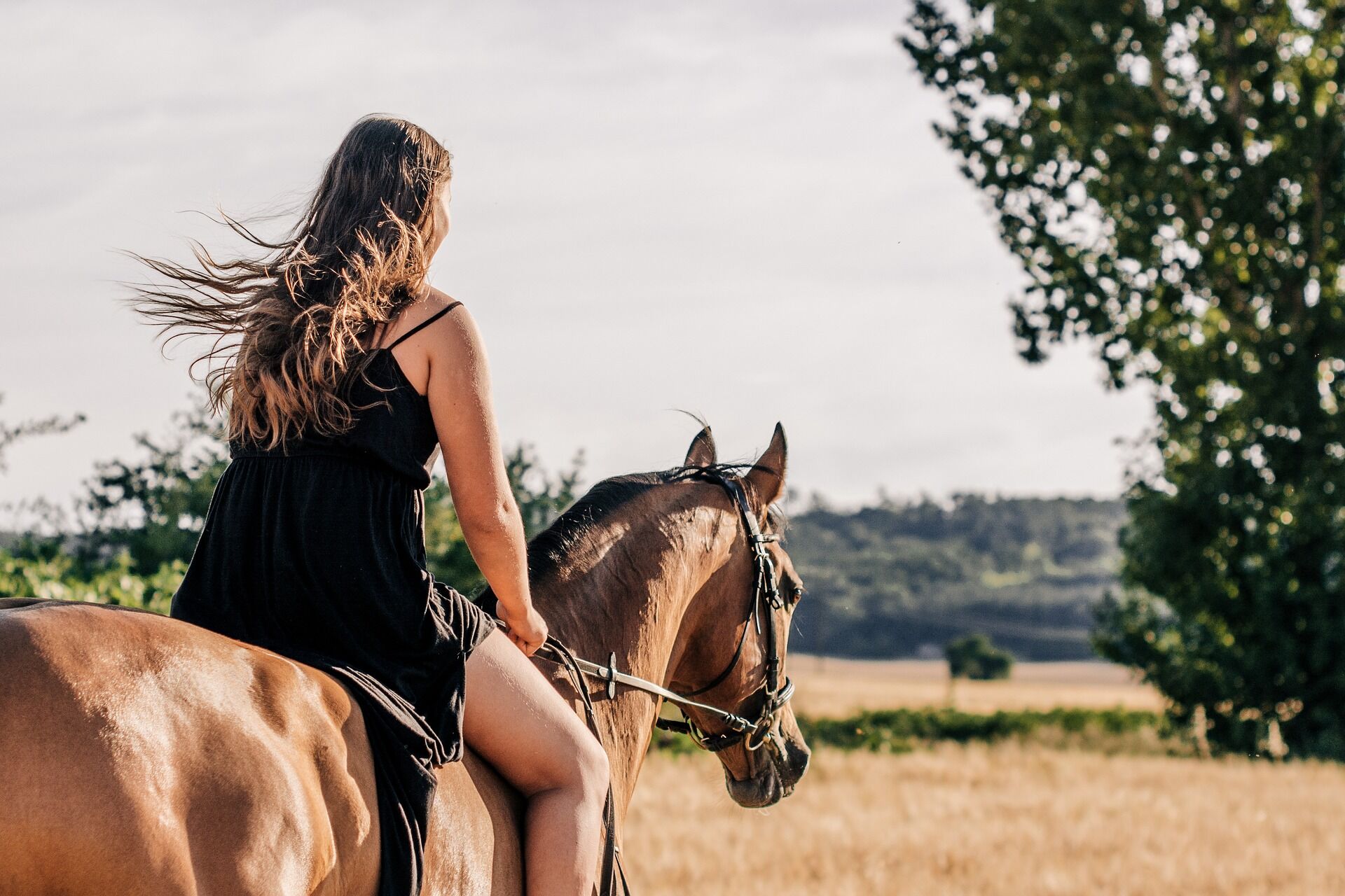 A woman riding a bay horse through an open golden field